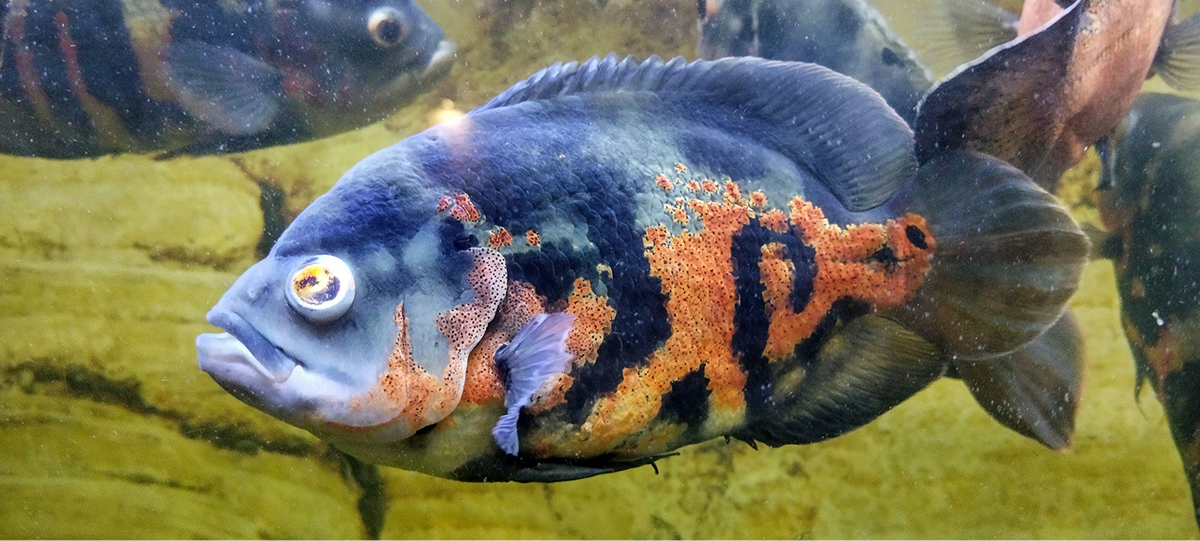 Oscar Cichlid